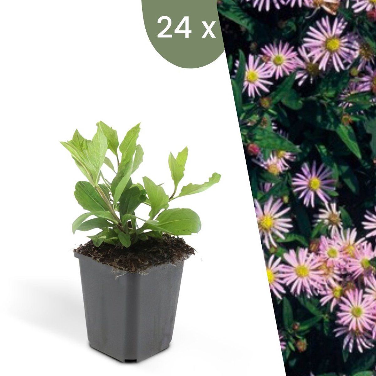 Plants By Frank | 24 Asterplanten | Aster Ageratoides'Asran'| Winterharde Bodembedekker Planten | Tuinplanten | Winterharde Vaste Planten Meerjarig |