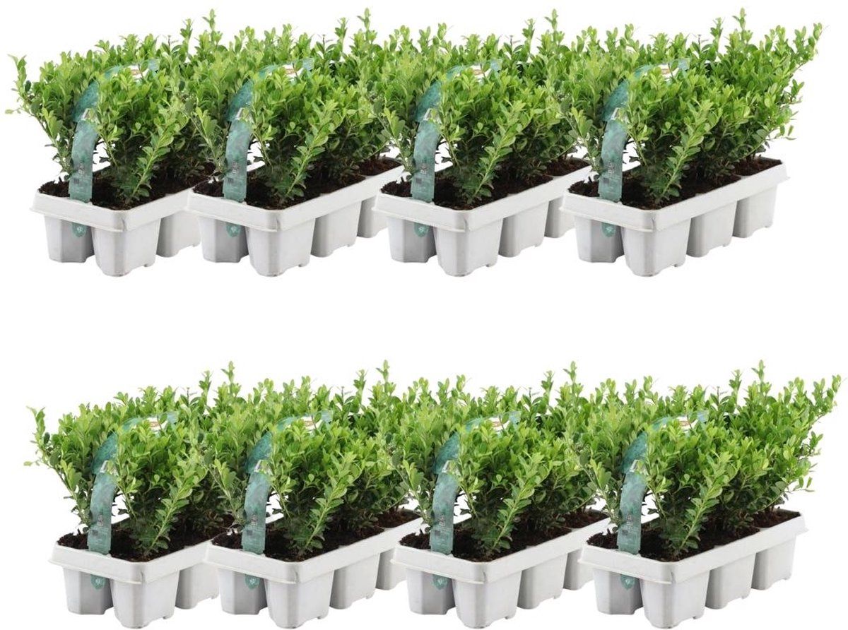 Plants By Frank - 48 Hulstplanten Winterhard | 48 XØ7 Cm - 15 Cm | Ilex Crenata Jenny | Haagplanten | Buxus Vervanger | Tuinplanten | Planten