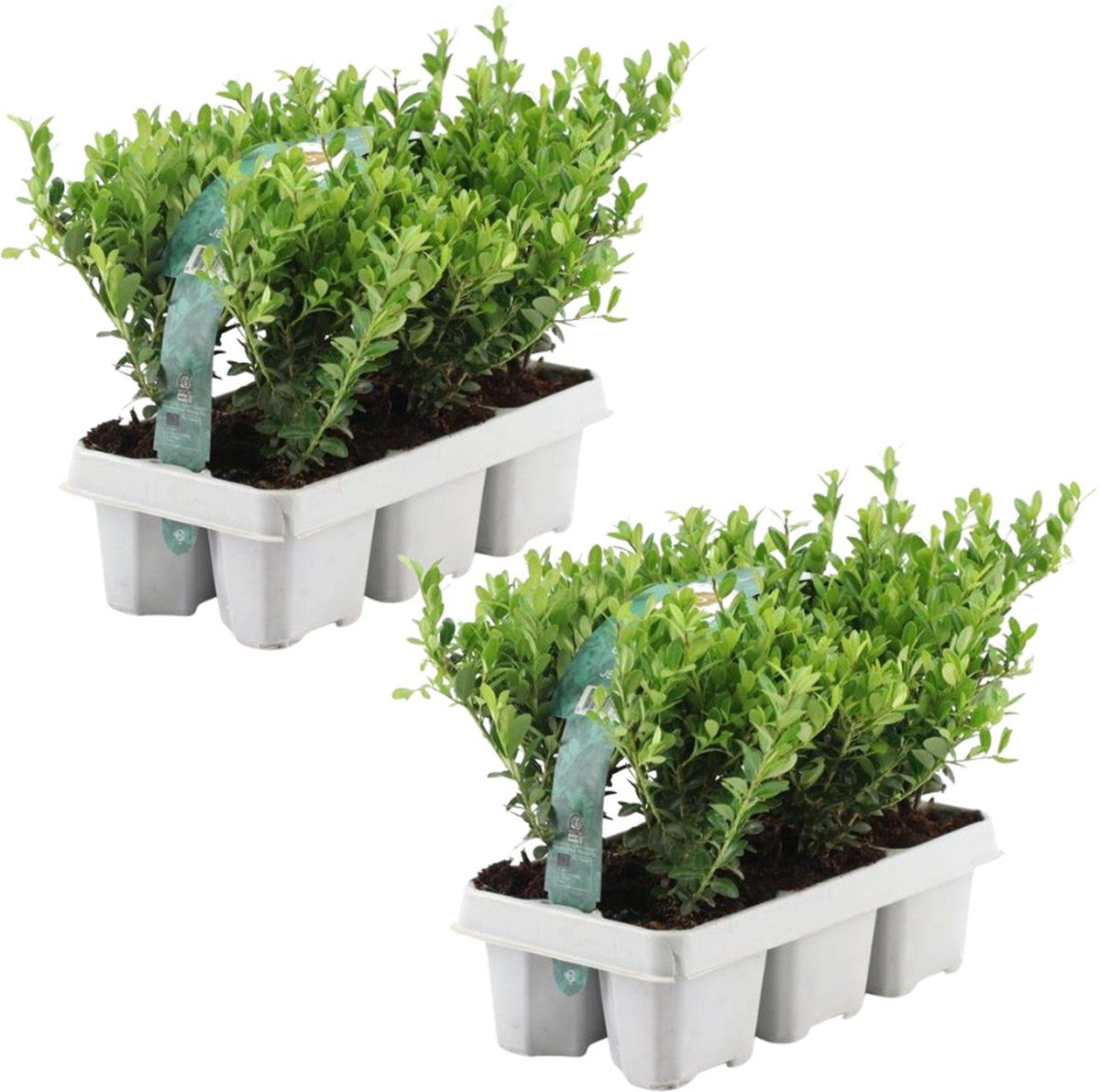 Plants by Frank - 12 hulstplanten winterhard | 12 xØ7 cm - 15 cm | Ilex crenata Jenny | haagplanten | buxus vervanger | Tuinplanten | Planten
