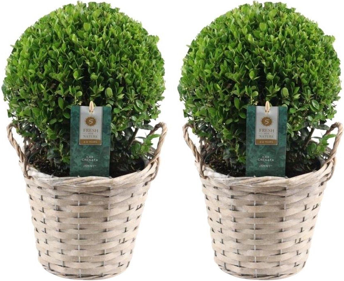 Plants By Frank | Echte Hulstplant In Bolvorm | 2x Ilex Crenata'Jenny'bol In Rietenmand | Set Van 2 Stuks | 20 CmØ Diameter | Buxusvervanger | Ilex |
