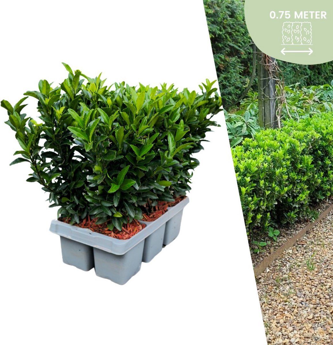 Plants By Frank | 6 Groene Kardinaalsmuts Haagplanten | Euonymus Japonicus'Green Spire'| Buxusvervanger | Winterharde Haagplanten | Groenblijvende