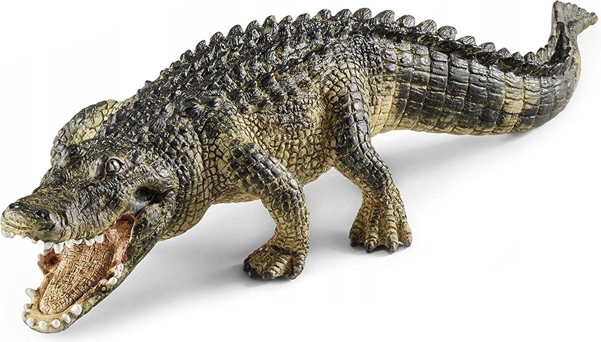 Alligator, Grijs