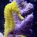 Seahorse
