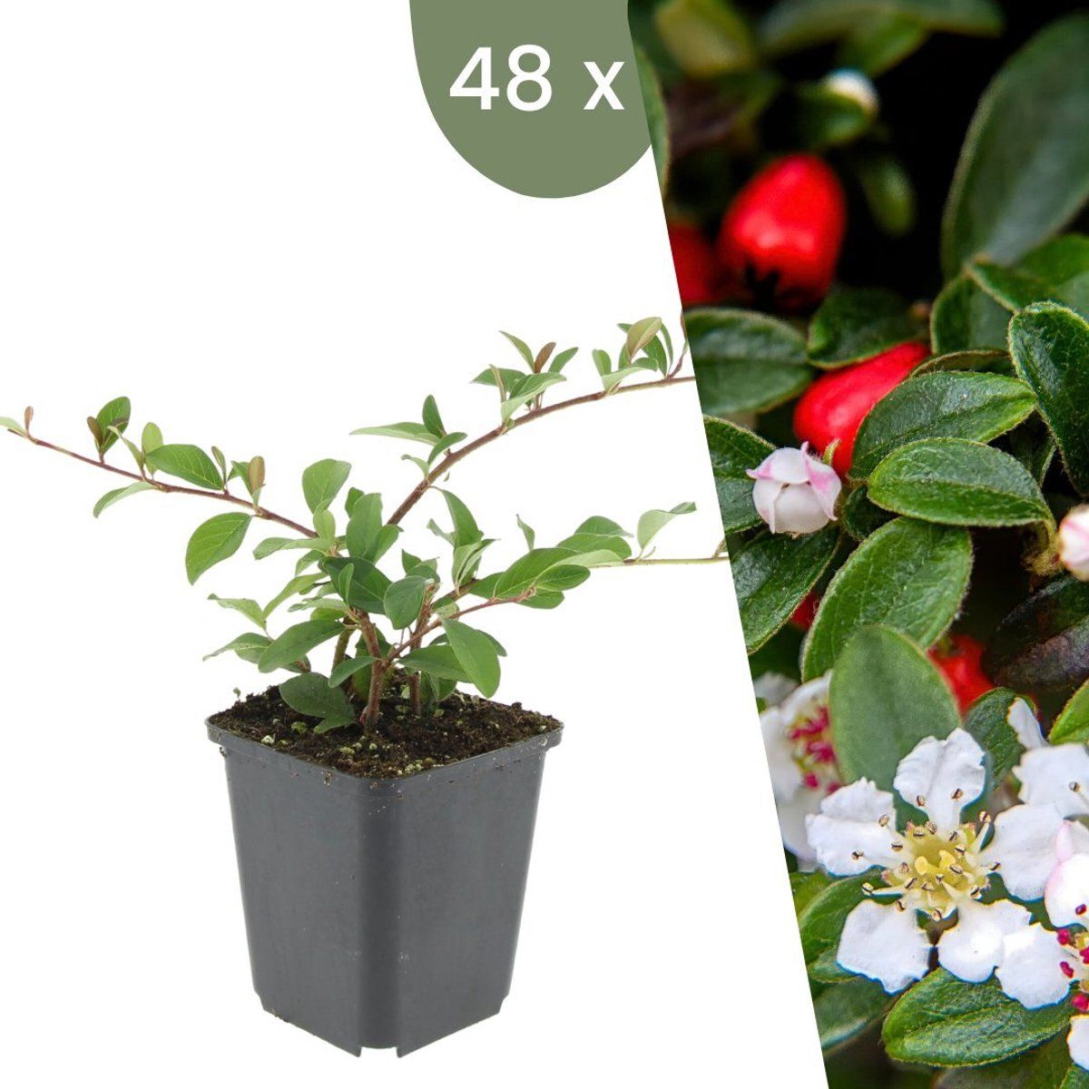 Plants By Frank | 48 Dwergmispel Planten | Cotoneaster Dammeri'Major'| Winterharde Bodembedekker Planten | Tuinplanten | Winterharde Vaste Planten