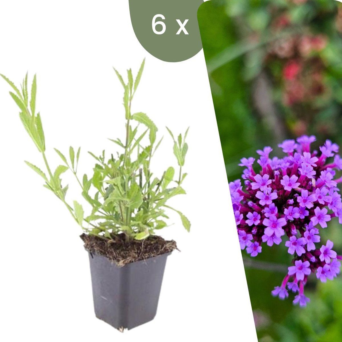 Plants By Frank | 6 Ijzerhard Planten | Verbena Bonariensis | Winterharde Bodembedekker Planten | Tuinplanten | Winterharde Vaste Planten Meerjarig |