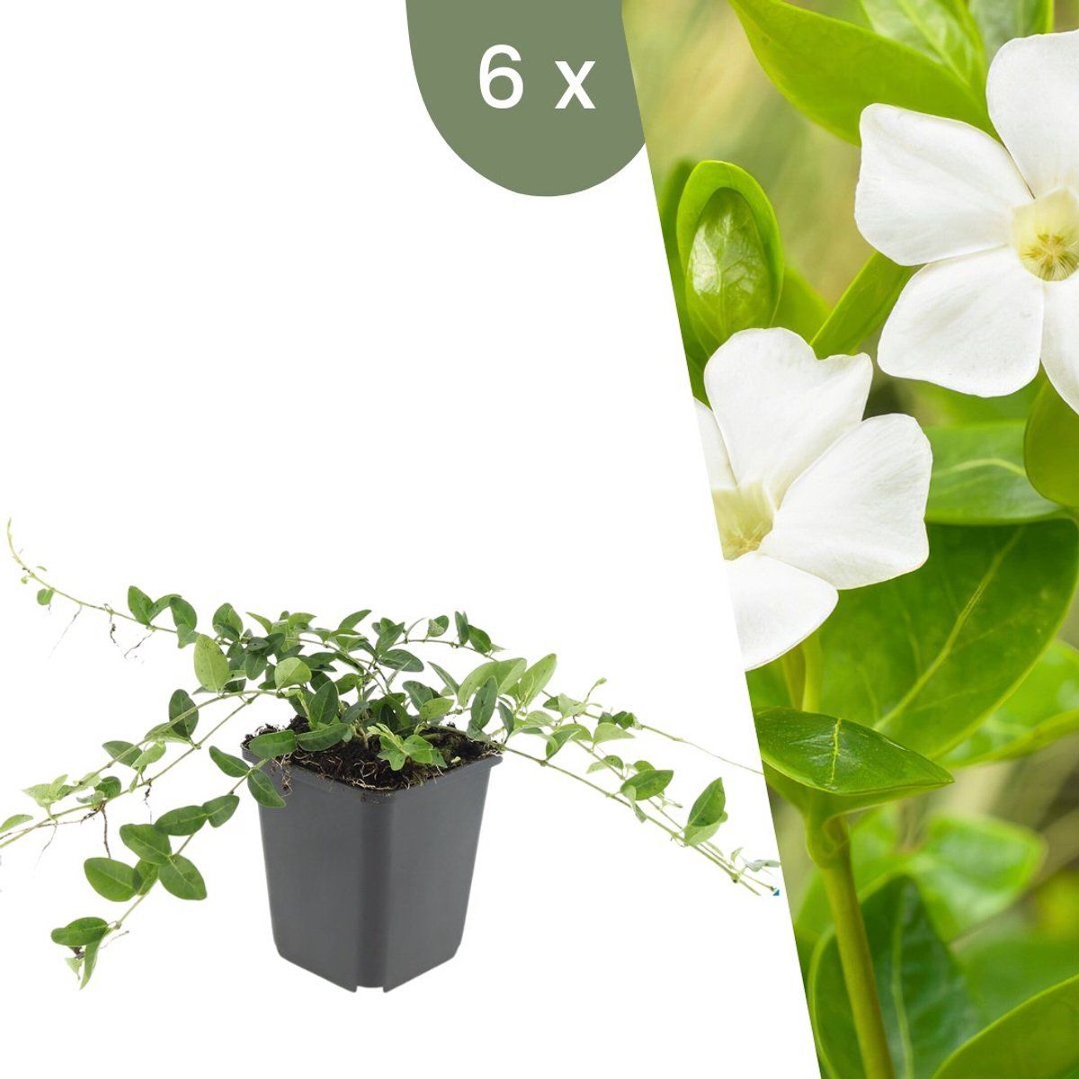 Plants By Frank | 6 Witte Maagdenpalm Planten | Vinca Minor'Alba'| Winterharde Bodembedekker Planten | Tuinplanten | Winterharde Vaste Planten