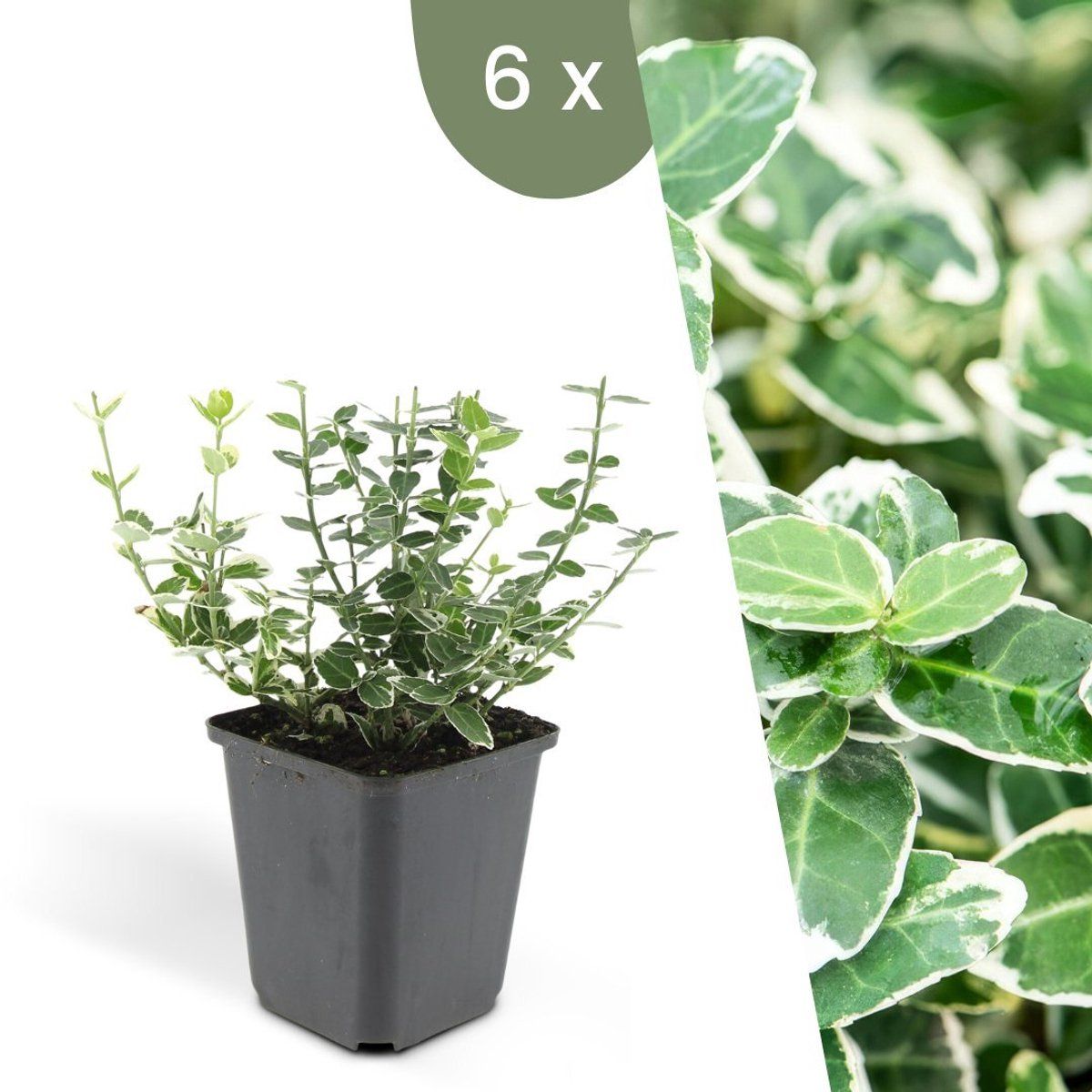 Plants By Frank | 6 Bonte Kardinaalsmuts Planten | Euonymus'Emerald'n Gaity'| Winterharde Bodembedekker Planten | Tuinplanten | Winterharde Vaste