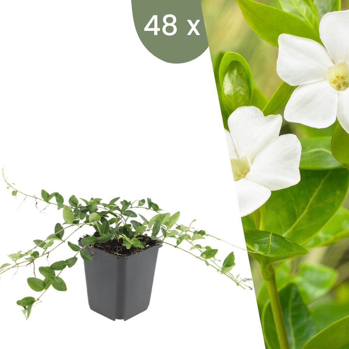 Plants By Frank | 48 Witte Maagdenpalm Planten | Vinca Minor'Alba'| Winterharde Bodembedekker Planten | Tuinplanten | Winterharde Vaste Planten