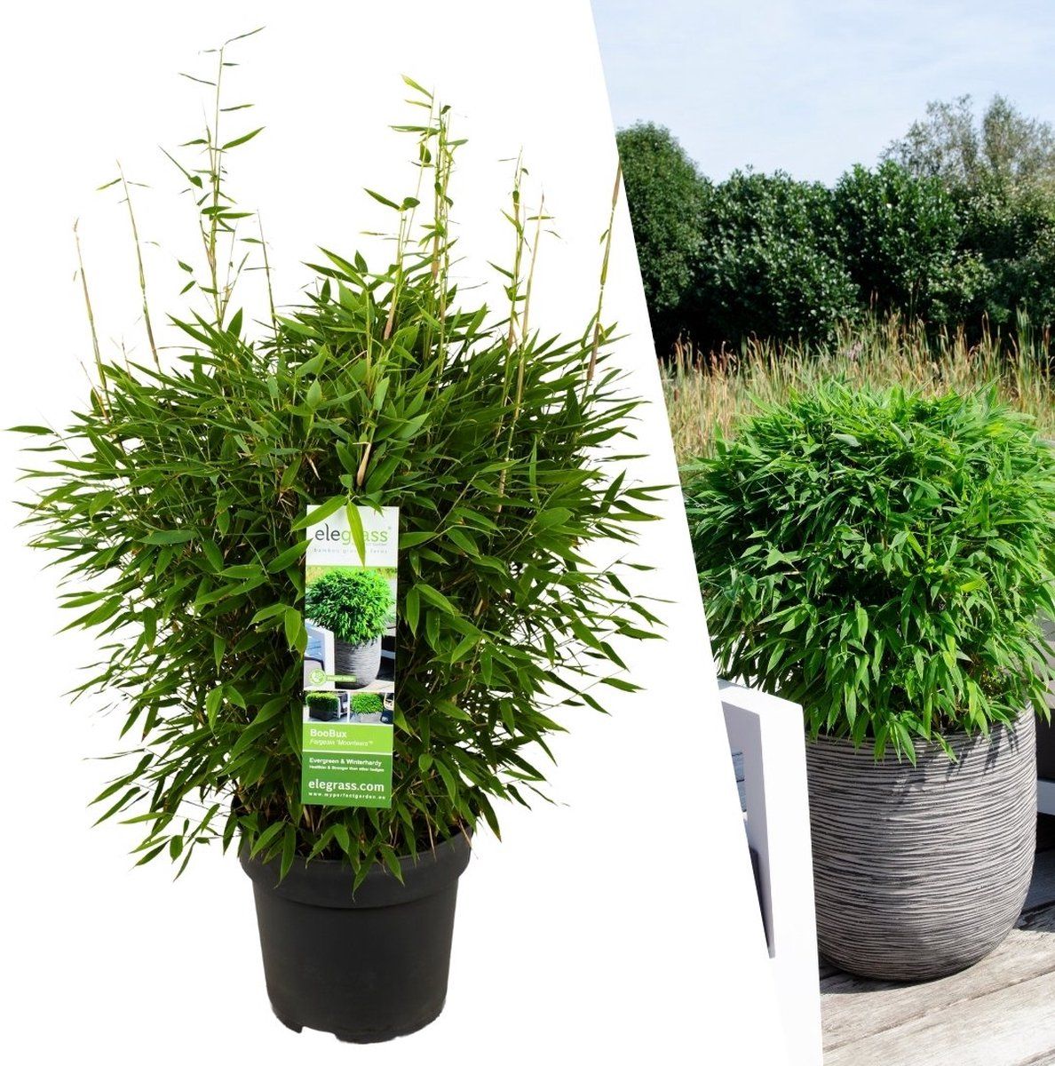 Plants By Frank | Xl Bamboe Plant | 1 X Fargesia Moontears'Boobux'Ø29 Cm - 70 Cm - Winterharde Bamboe Planten - Niet Woekerende Bamboe - Bambusa -