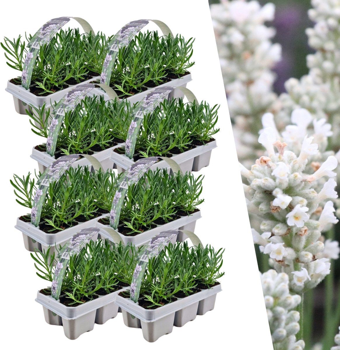 Plants By Frank | 48 Witte Lavendelplanten | Vaste Planten | Tuinplanten | 48 XØ7 Cm | 15 Cm | Lavendelplant Winterhard | Planten