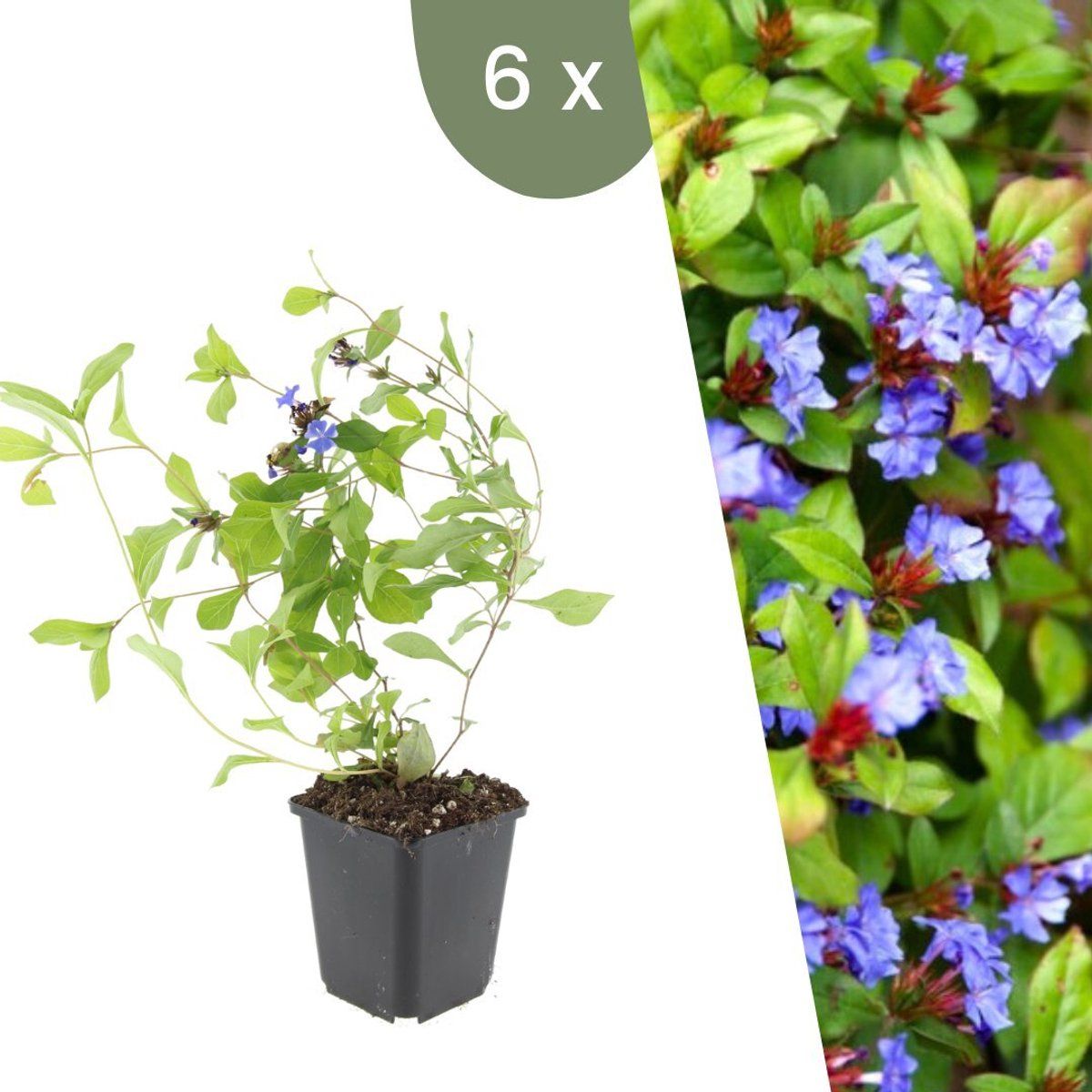 Plants By Frank | 6 Loodkruid Planten | Ceratostigma Plumbaginoides | Winterharde Bodembedekker Planten | Tuinplanten | Winterharde Vaste Planten