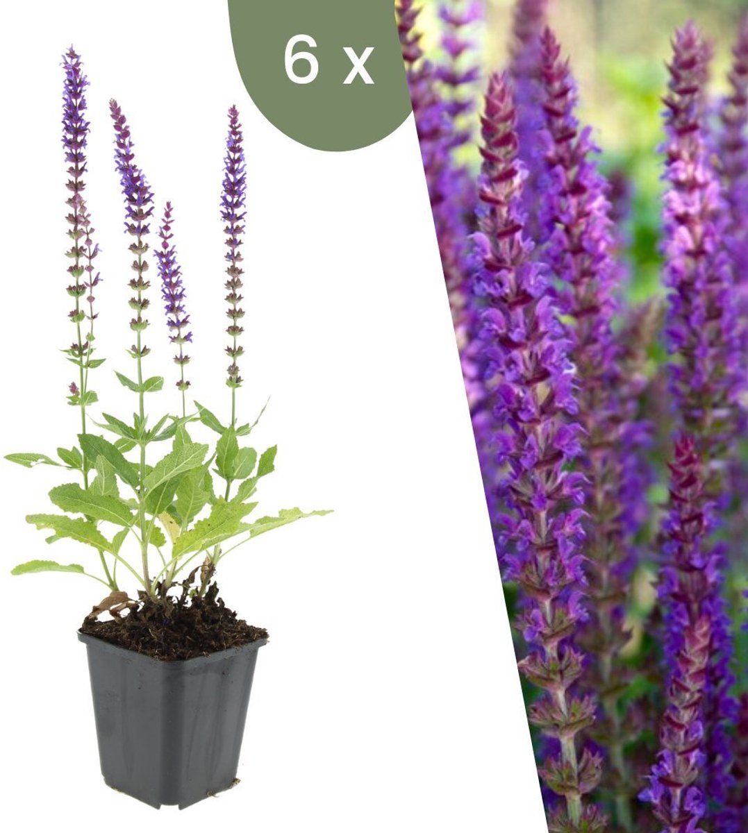 Plants By Frank | 6 Salie Planten | Salvia Nemorosa'Ostfriesland'| Winterharde Bodembedekker Planten | Tuinplanten | Winterharde Vaste Planten