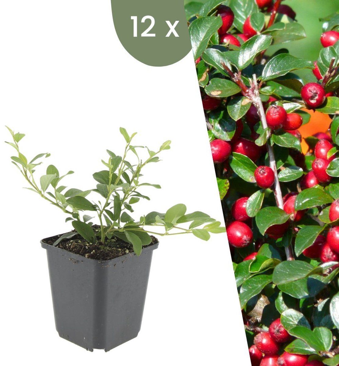 Plants By Frank | 12 Dwergmispel Planten | Cotoneaster Dammeri | Winterharde Bodembedekker Planten | Tuinplanten | Winterharde Vaste Planten Meerjarig