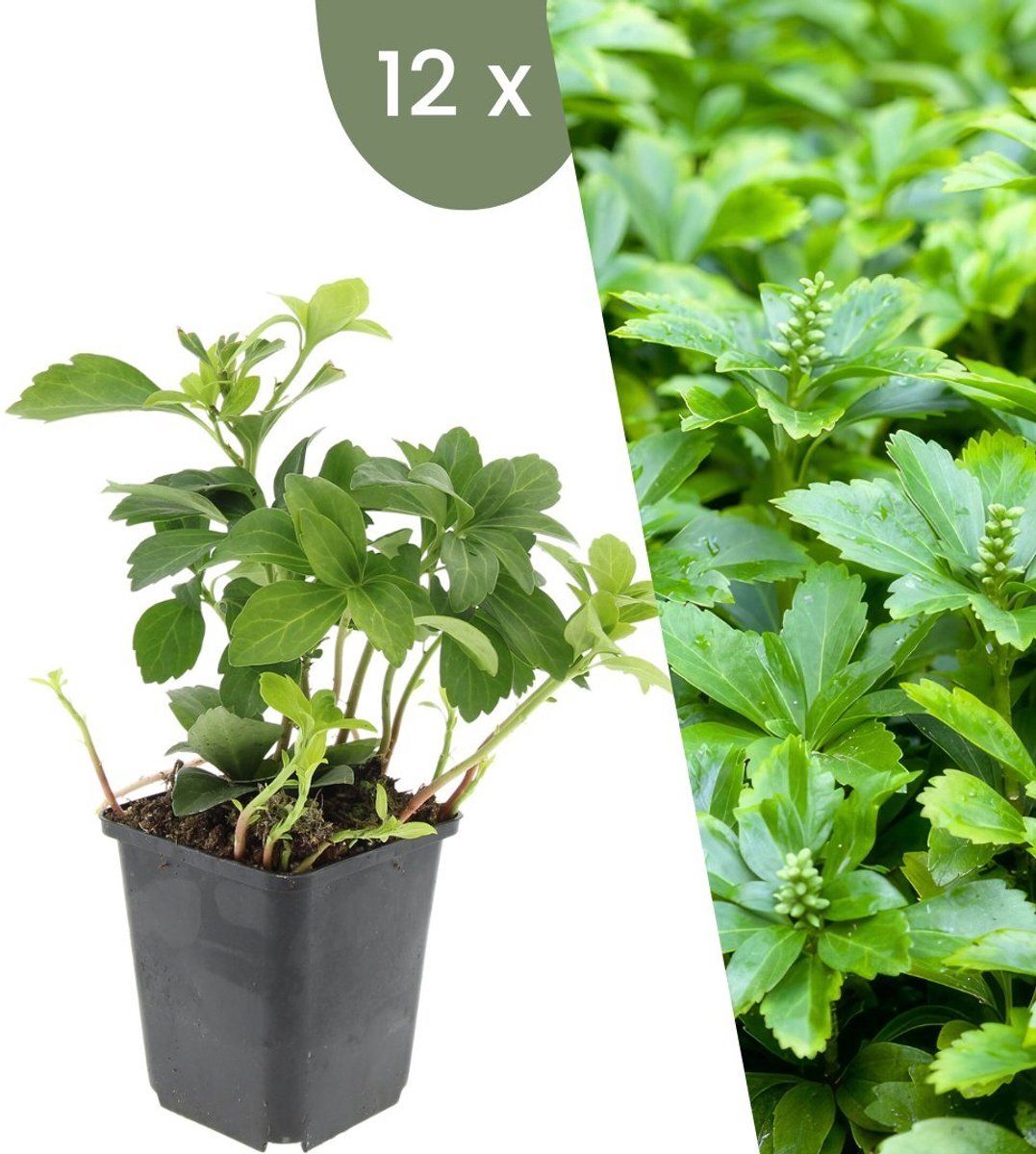 Plants By Frank | 12 Dikkemanskruid Planten | Pachysandra Terminalis'Green Carpet'| Winterharde Bodembedekker Planten | Tuinplanten | Winterharde
