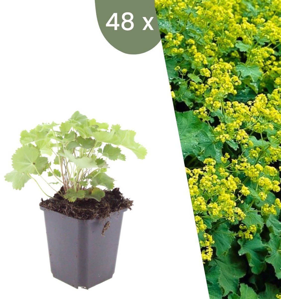 Plants By Frank | 48 Vrouwenmantel Planten | Alchemilla Mollis | Winterharde Bodembedekker Planten | Tuinplanten | Winterharde Vaste Planten Meerjarig