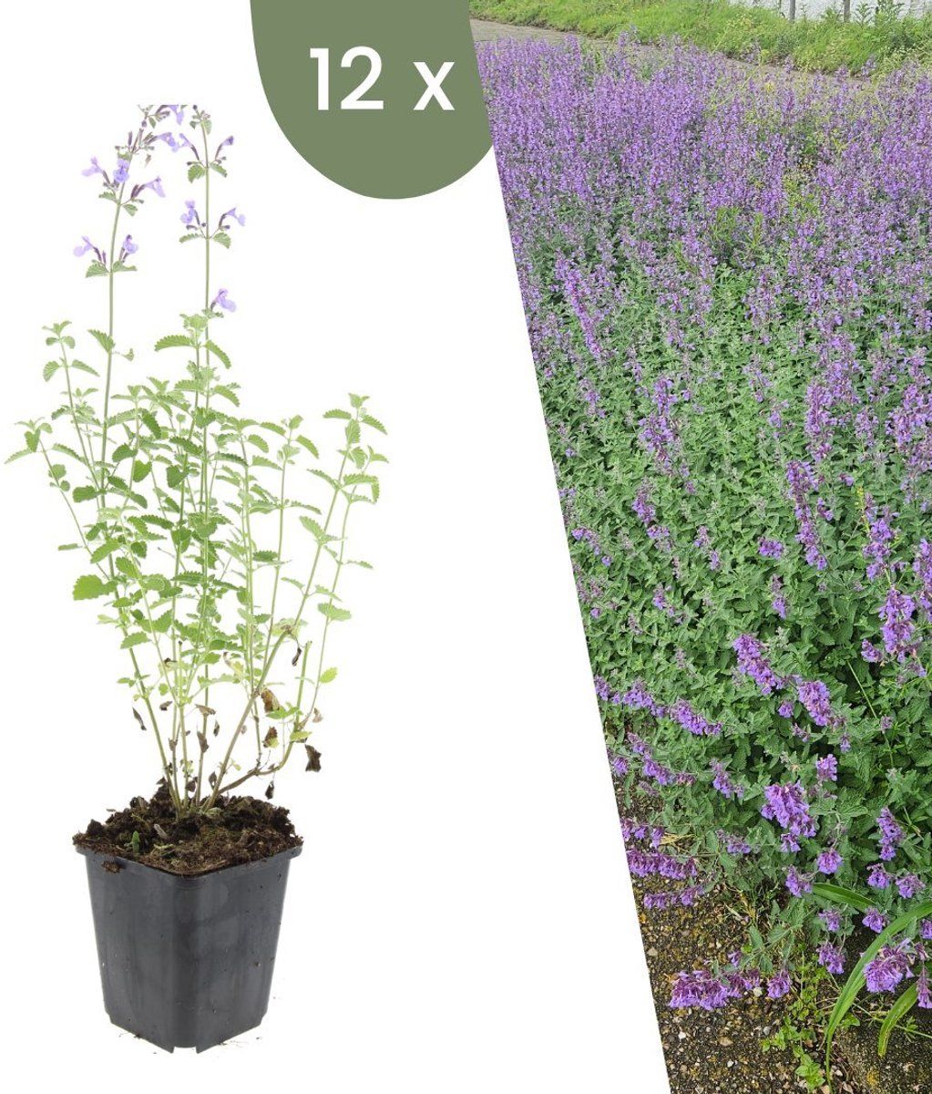 Plants By Frank | 12 Kattenkruid Planten | Nepeta'Walker's Low'| Winterharde Bodembedekker Planten | Tuinplanten | Winterharde Vaste Planten Meerjarig