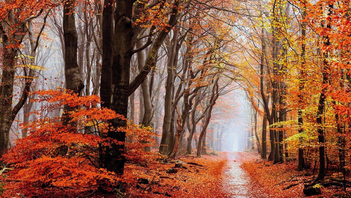 Benelux Painting de Luxe Diamond Painting De Luxe - Landschap Herfst - 40x70 Cm
