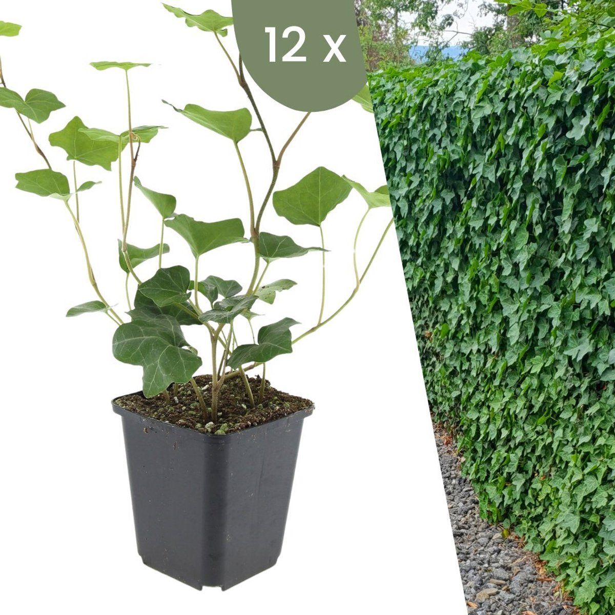 Plants By Frank | 12 Atlantische Klimopplanten | Hedera Hibernica | Winterharde Bodembedekker Planten | Tuinplanten | Winterharde Vaste Planten