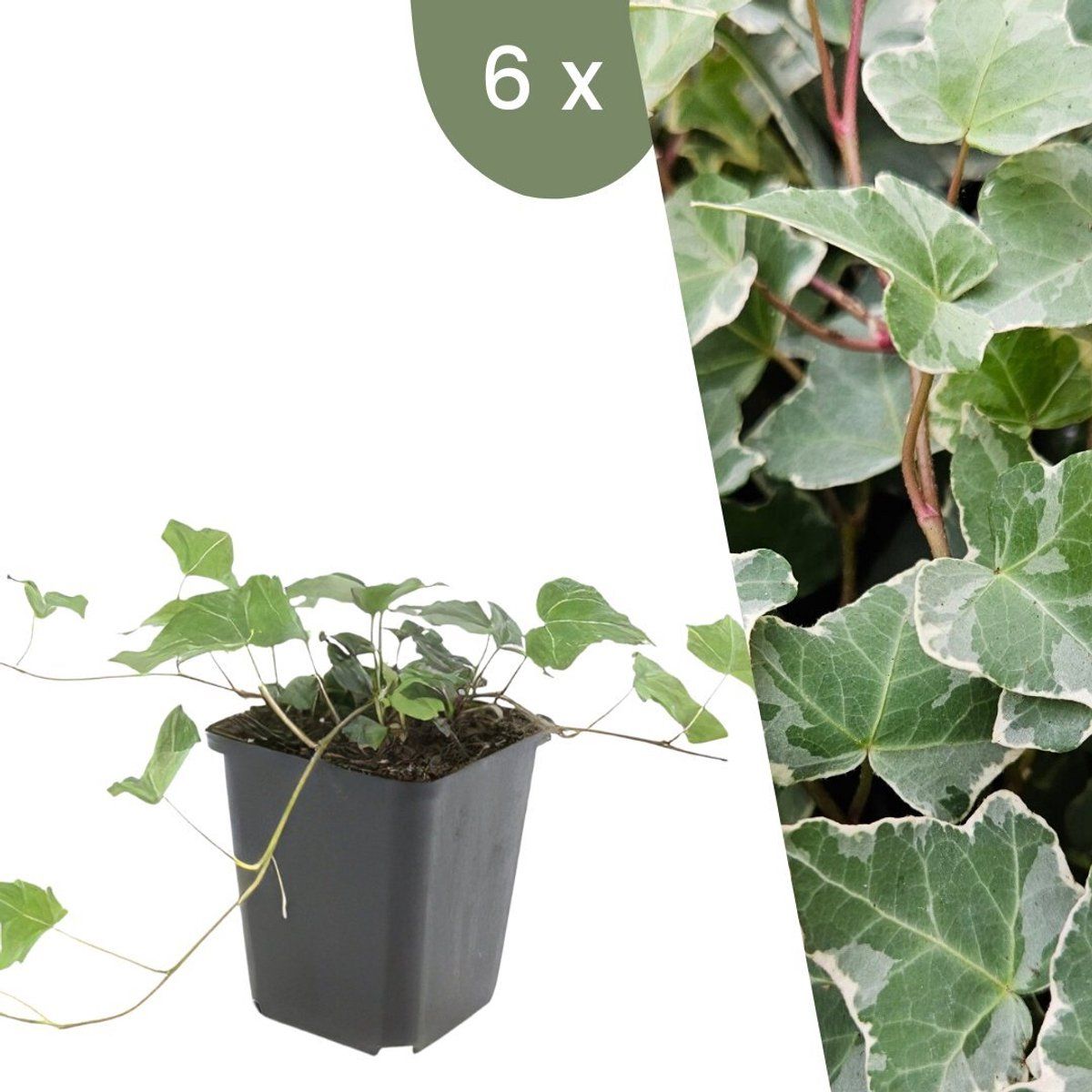 Plants By Frank | 6 Klimopplanten | Hedera Helix'Glacier'| Winterharde Bodembedekker Planten | Tuinplanten | Winterharde Vaste Planten Meerjarig |