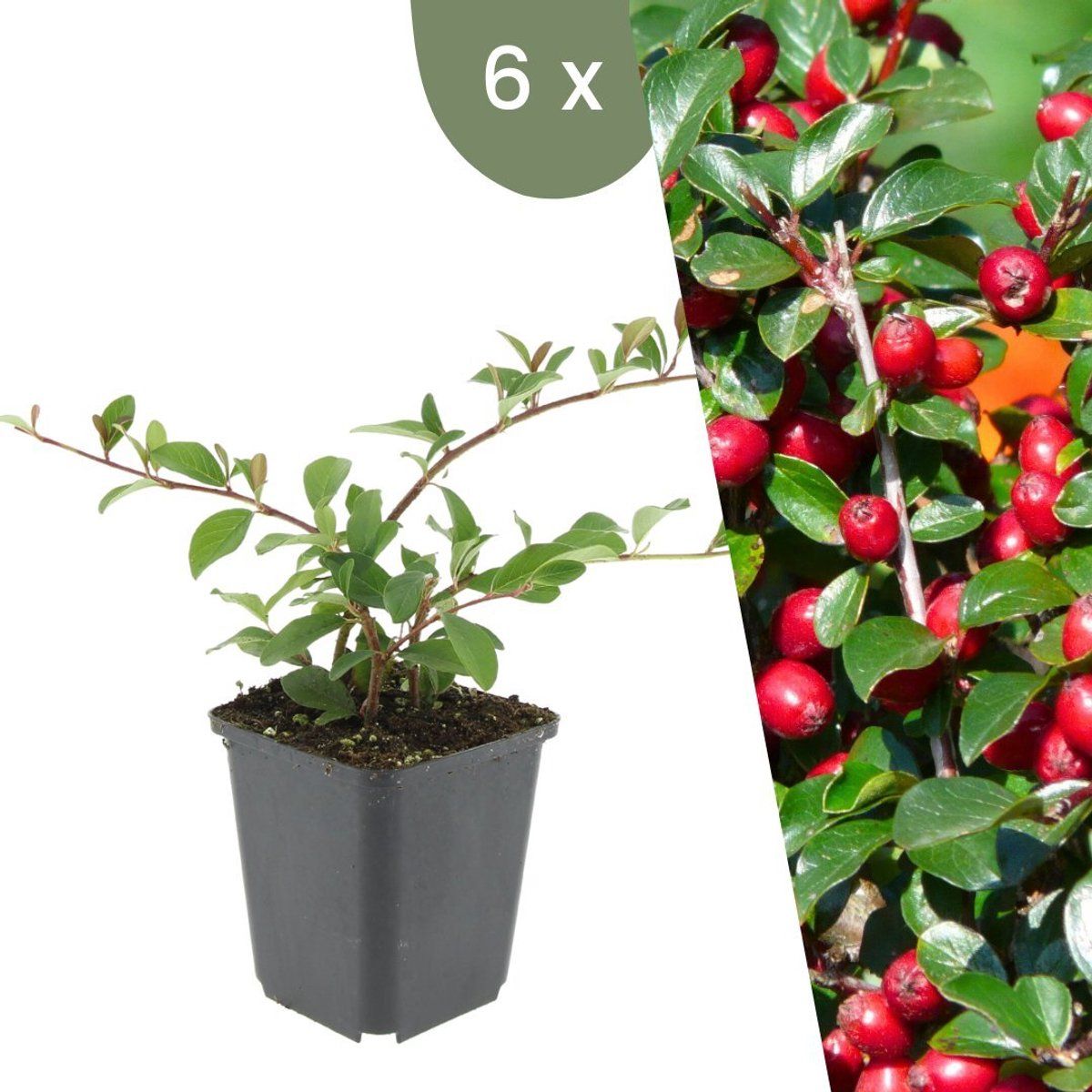 Plants By Frank | 6 Dwergmispel Planten | Cotoneaster Dammeri | Winterharde Bodembedekker Planten | Tuinplanten | Winterharde Vaste Planten Meerjarig