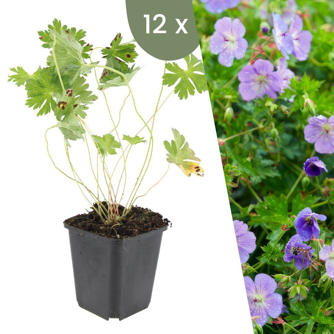 Merkloos Plants By Frank | 12 Ooievaarsbek Planten | Geranium'Rozanne'| Tuinplanten | Planten