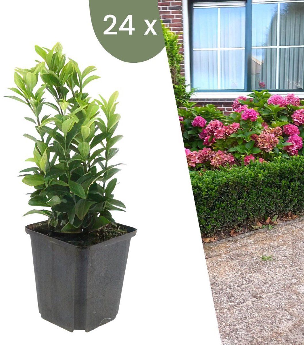 Plants by Frank | 24 Groene Kardinaalsmuts Planten | Euonymus japonicus'Green Spire'| Winterharde bodembedekker planten | tuinplanten | Winterharde vaste planten meerjarig | Winterharde tuinplanten