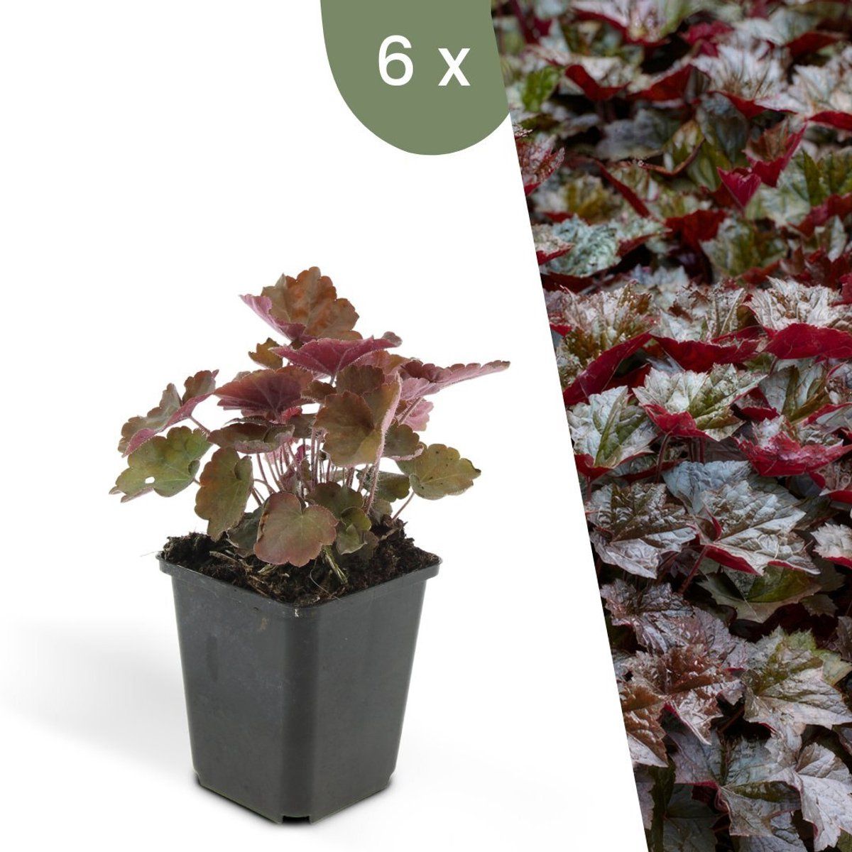 Plants By Frank | 6 Purperklokjes Planten | Heuchera Micrantha'Palace Purple'| Winterharde Bodembedekker Planten | Tuinplanten | Winterharde Vaste