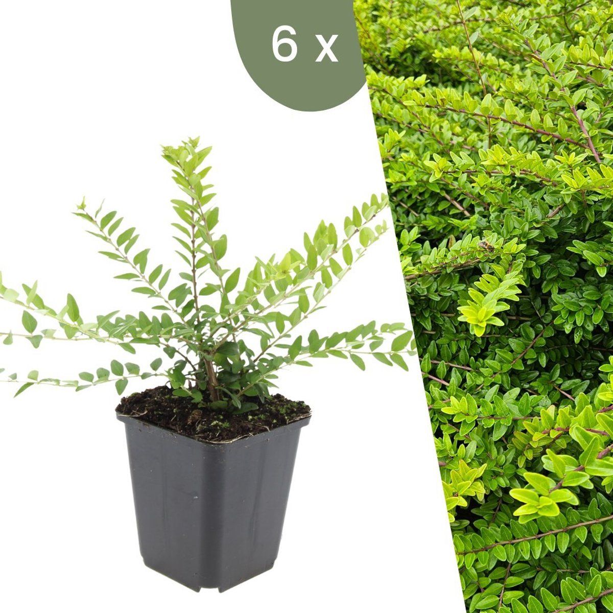 Plants By Frank | 6 Struikkamperfoelie Planten | Lonicera Nitida'Maigrün'| Winterharde Bodembedekker Planten | Tuinplanten | Winterharde Vaste