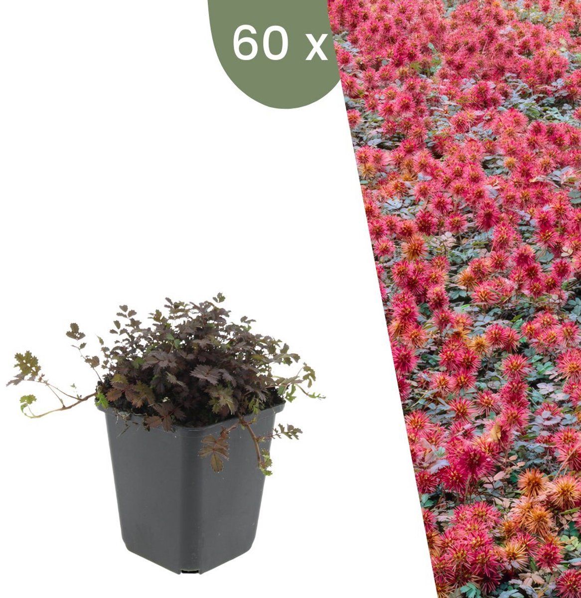 Plants By Frank | 60 Stekelnoot Planten | Acaena Microphylla'Kupferteppich'| Winterharde Bodembedekker | Winterharde Planten Voor De Tuin |