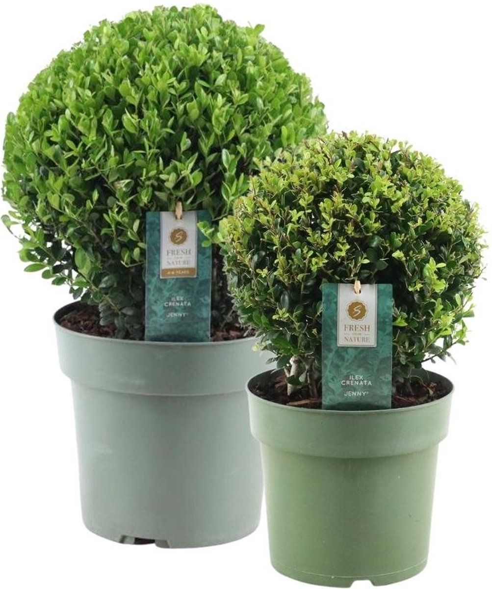 Plants By Frank | Echte Hulstplant In Bolvorm | 1x Ilex Crenata'Jenny'bol 20 CmØ&1x Bol 25 CmØ | Set Van 2 Stuks | 20-25 Cm Ø Diameter |