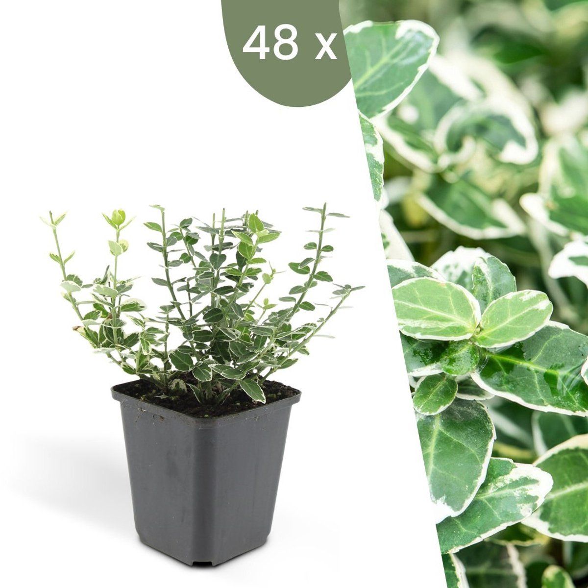 Plants By Frank | 48 Bonte Kardinaalsmuts Planten | Euonymus'Emerald'n Gaity'| Winterharde Bodembedekker Planten | Tuinplanten | Winterharde Vaste