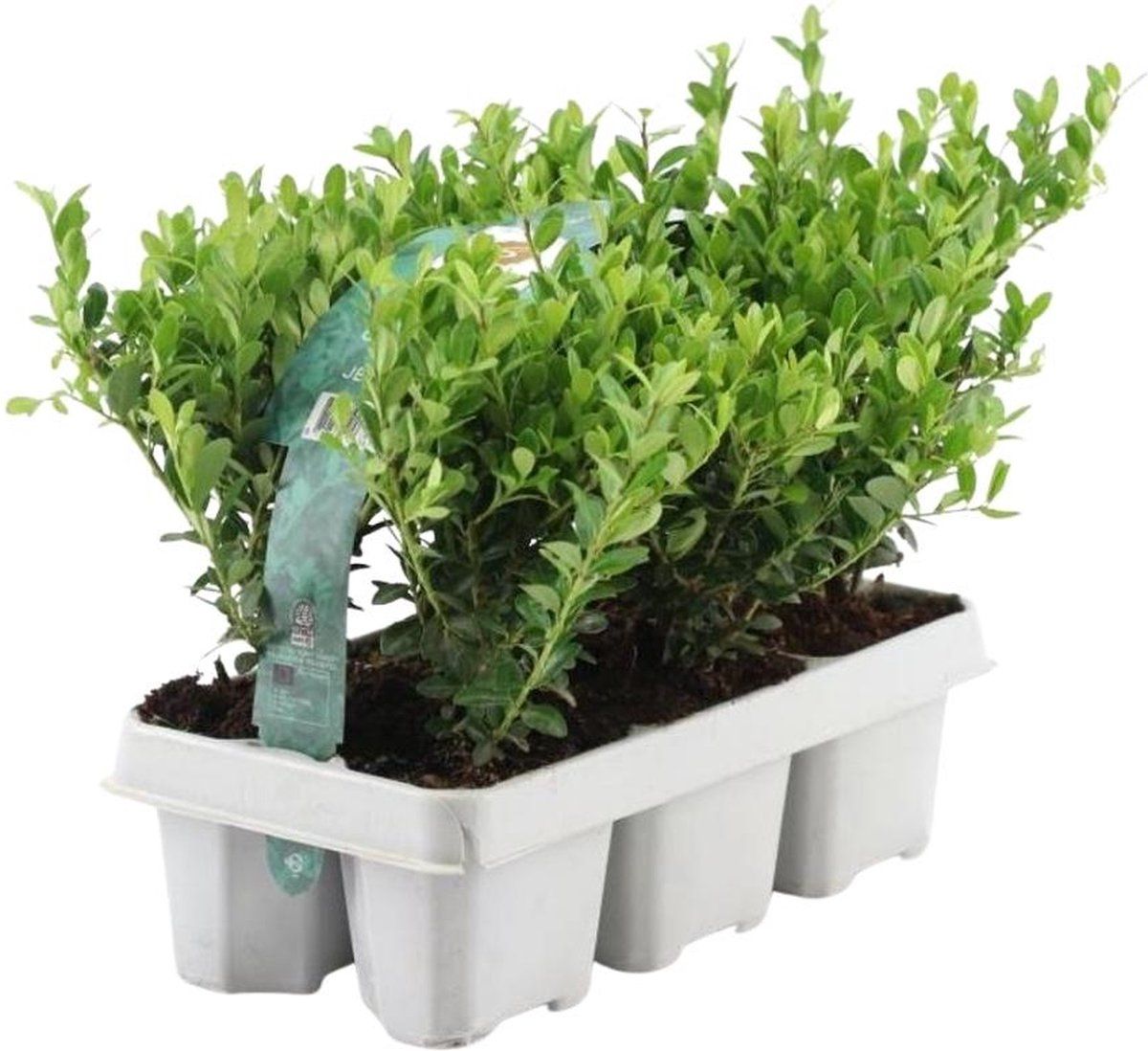 Plants By Frank - 6 Hulstplanten Winterhard | 24 XØ7 Cm - 15 Cm | Ilex Crenata Jenny | Hulstplanten | Haagplanten | Buxus Vervanger | Tuinplanten |