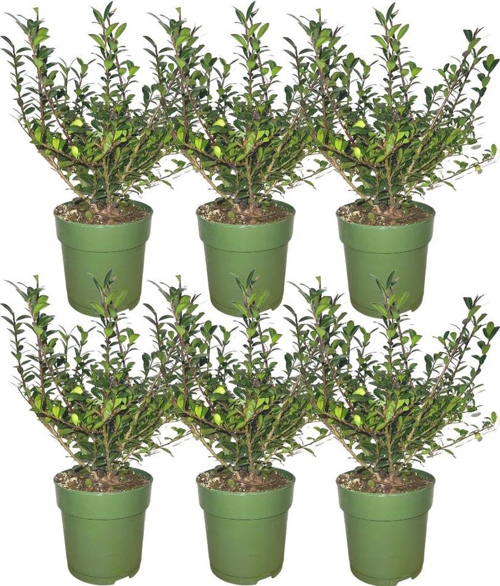 Plants By Frank | 1 Strekkende Meter Hulsthaag | 6x Ilex Crenata'Jenny'® Ø12 Cm - 20 Cm | Winterharde Haagplanten | Groenblijvende Haag |