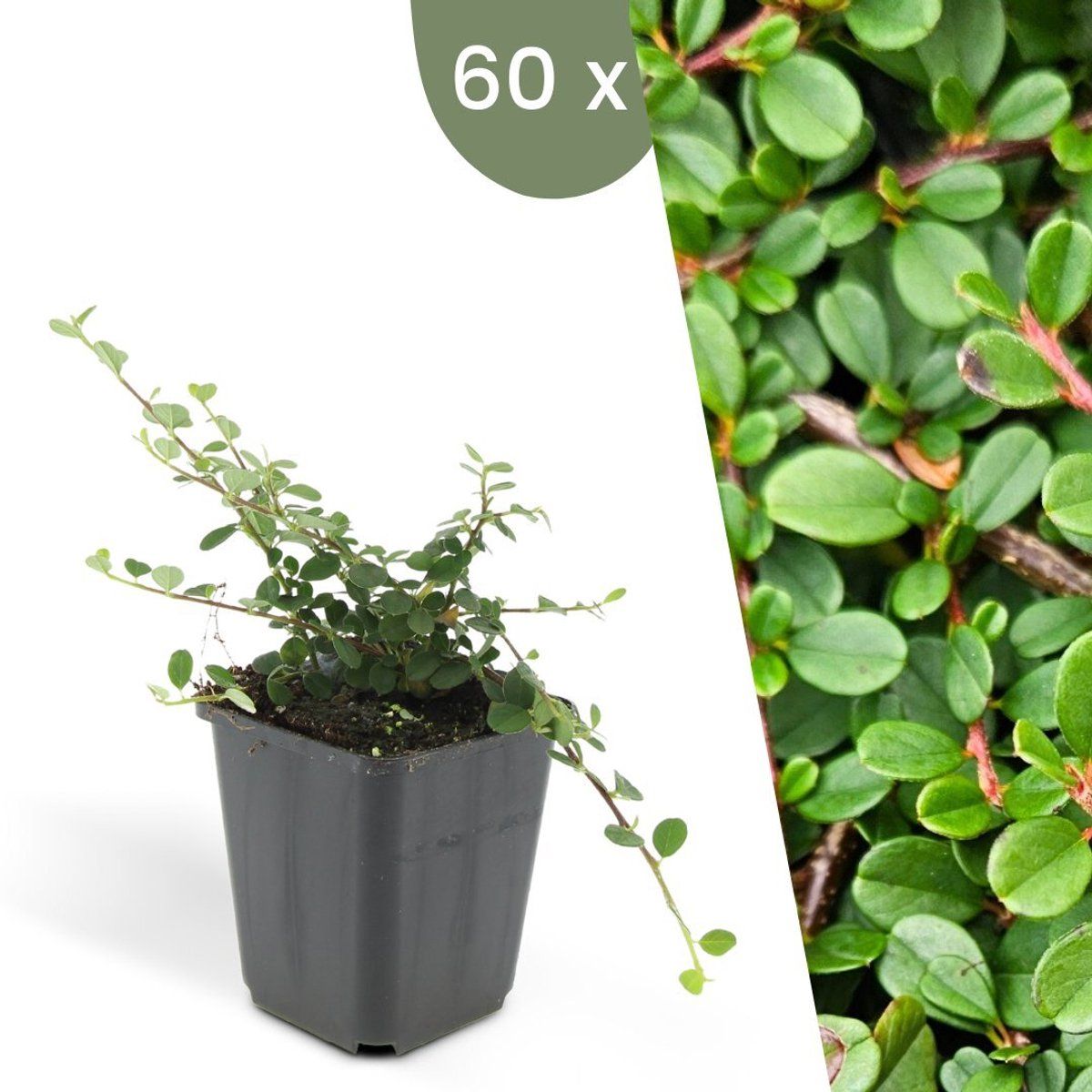 Plants By Frank | 60 Dwergmispel Planten | Cotoneaster Praecox'Streib's Findling'| Winterharde Bodembedekker Planten | Tuinplanten | Winterharde Vaste