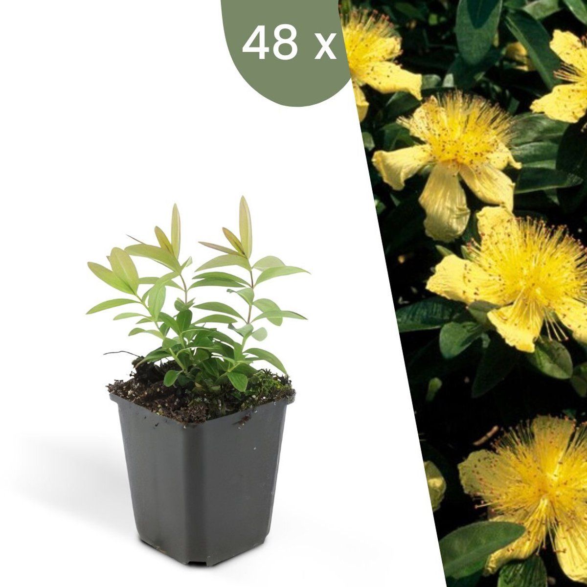 Plants By Frank | 48 Sint-Janskruid Planten | Hypericum Calycinum | Winterharde Bodembedekker Planten | Tuinplanten | Winterharde Vaste Planten
