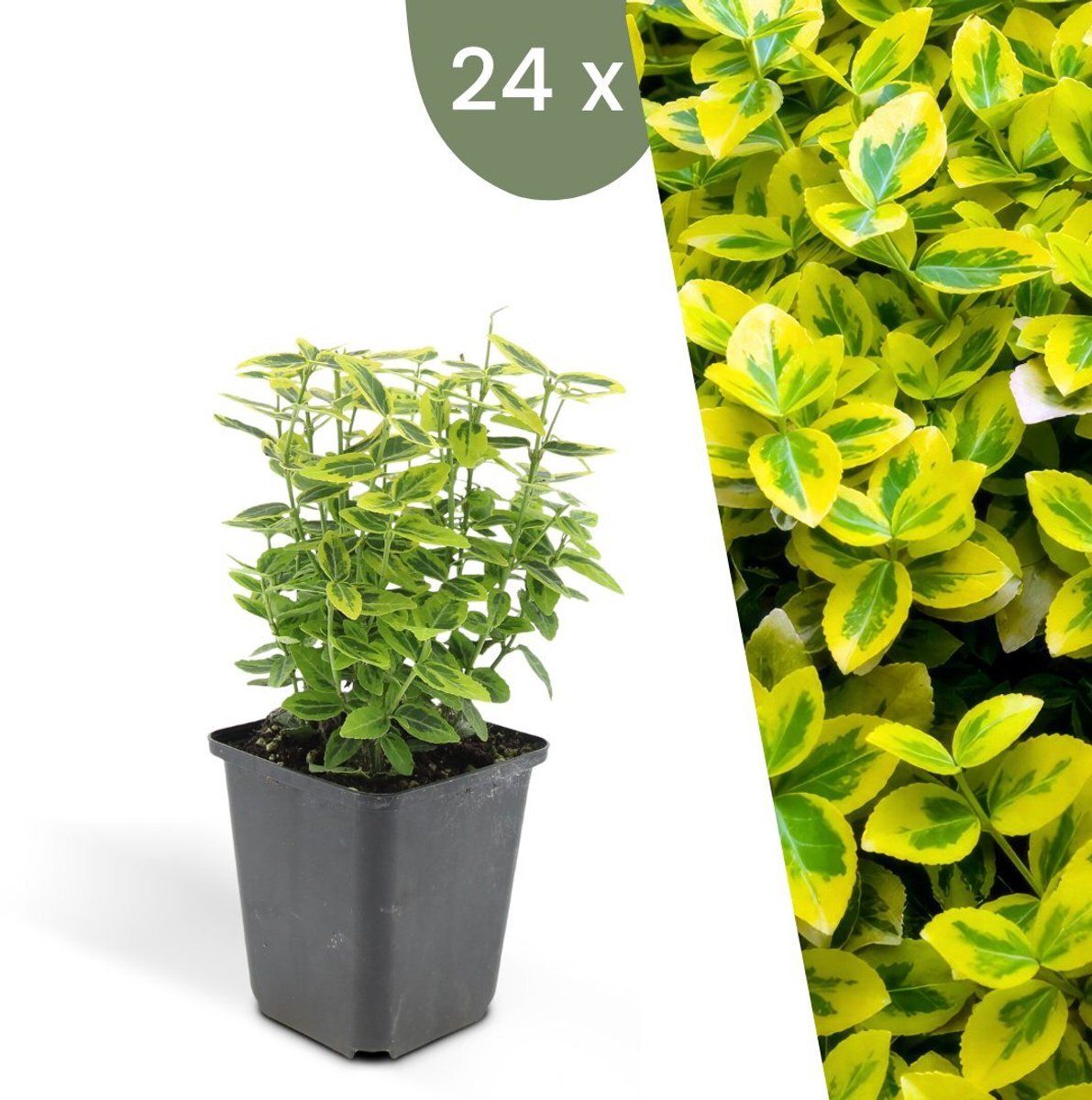 Plants By Frank | 24 Gele Kardinaalsmuts Planten | Euonymus'Emerald'n Gold'| Winterharde Bodembedekker Planten | Tuinplanten | Winterharde Vaste
