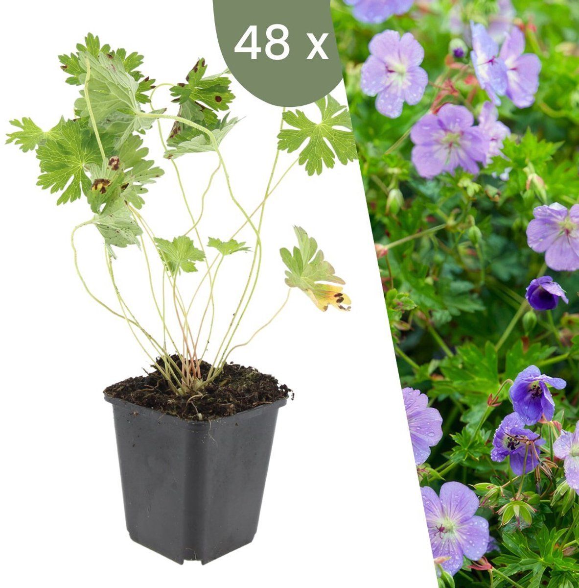 Plants By Frank | 48 Ooievaarsbek Planten | Geranium'Rozanne'| Winterharde Bodembedekker Planten | Tuinplanten | Winterharde Vaste Planten Meerjarig |