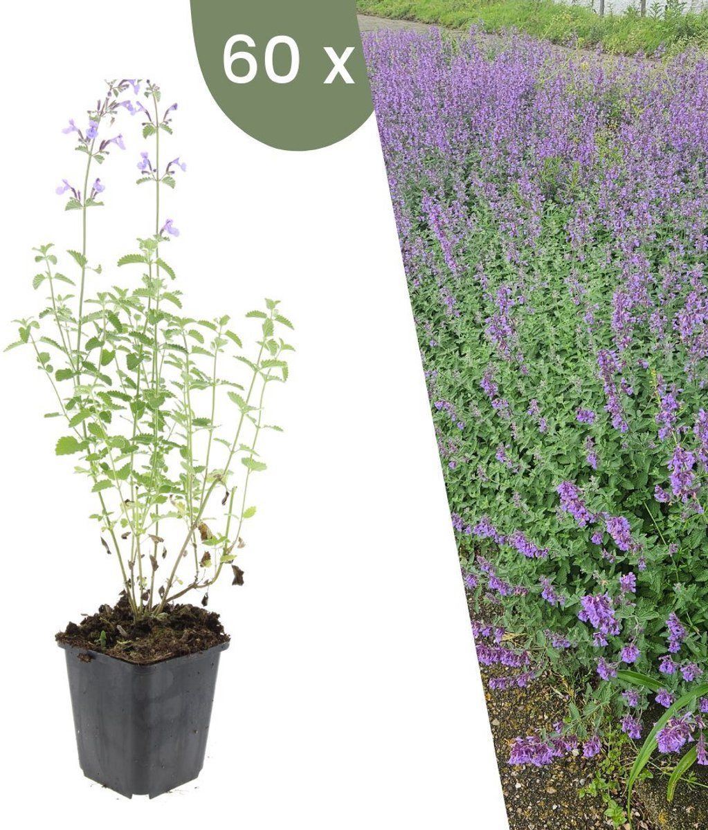 Plants By Frank | 60 Kattenkruid Planten | Nepeta'Walker's Low'| Winterharde Bodembedekker Planten | Tuinplanten | Winterharde Vaste Planten Meerjarig