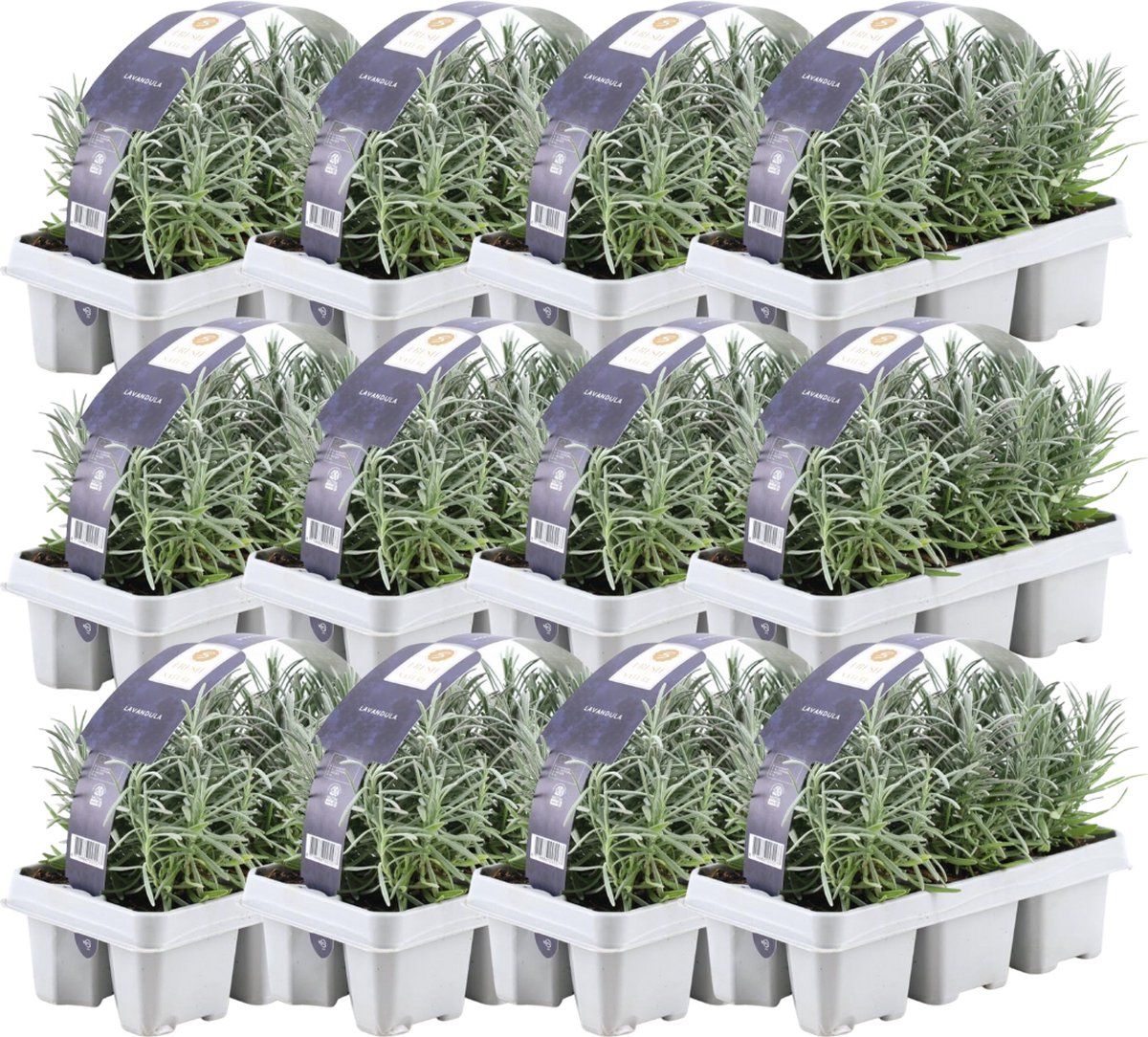 Plants By Frank - 72 Lavendelplanten - Vaste Planten - Tuinplanten - 72 XØ7 Cm - 15 Cm - Lavendelplant Winterhard - Planten