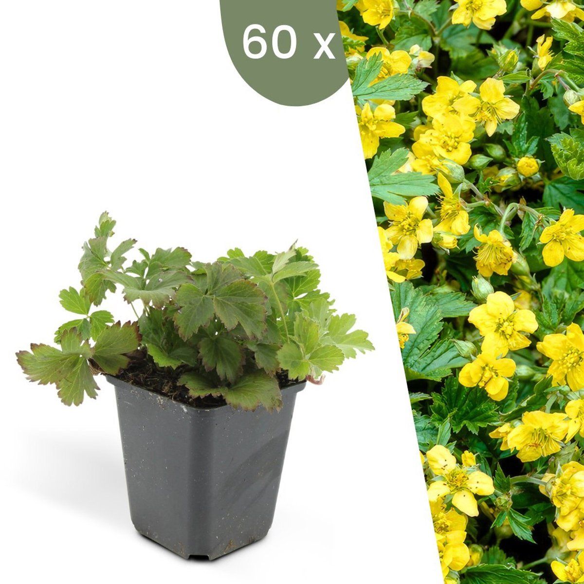 Plants by Frank | 60 Goudaardbei planten | Waldsteinia ternata | Winterharde bodembedekker planten | tuinplanten | Winterharde vaste planten meerjarig | Winterharde tuinplanten