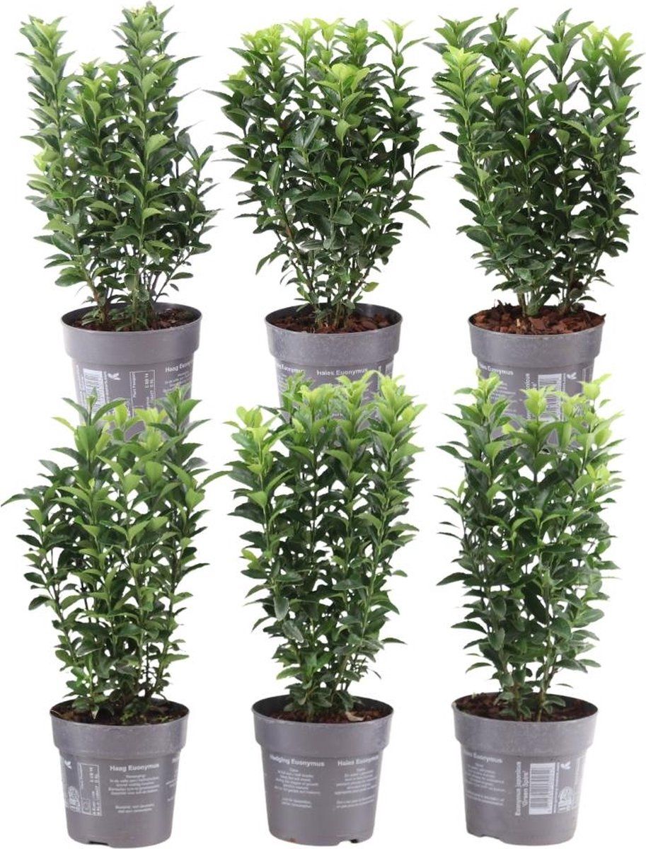 Plants By Frank | 1 Strekkende Meter Groene Kardinaalsmuts Heg | 6x Euonymus Japonicus'Green Spire'Ø12 Cm - 20 Cm | Winterharde Haagplanten |