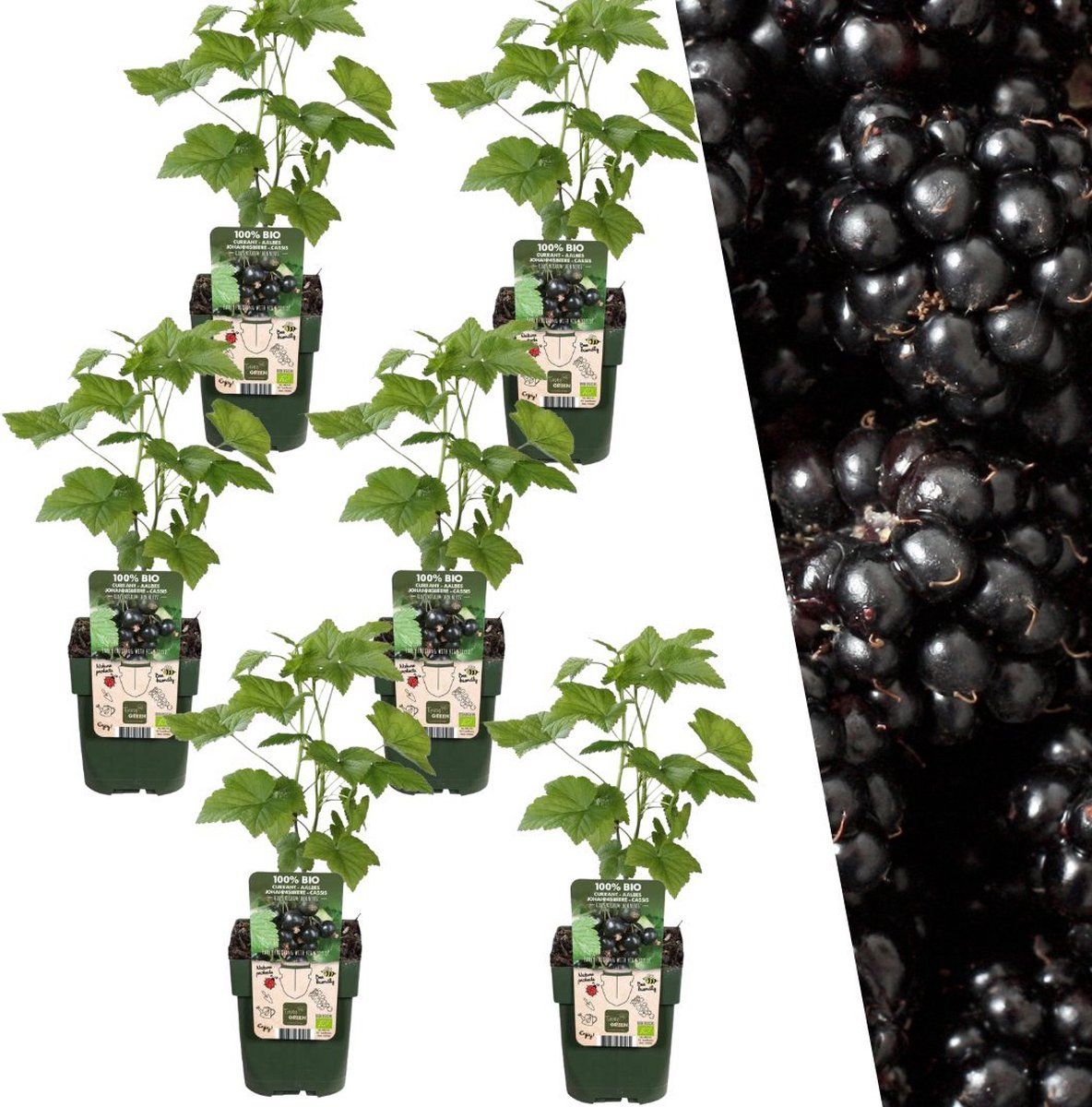 Plants By Frank | 6 Bramenplanten | 100% Biologische Fruitplanten | Bramen | Tuinplanten | Winterharde Planten Voor De Tuin