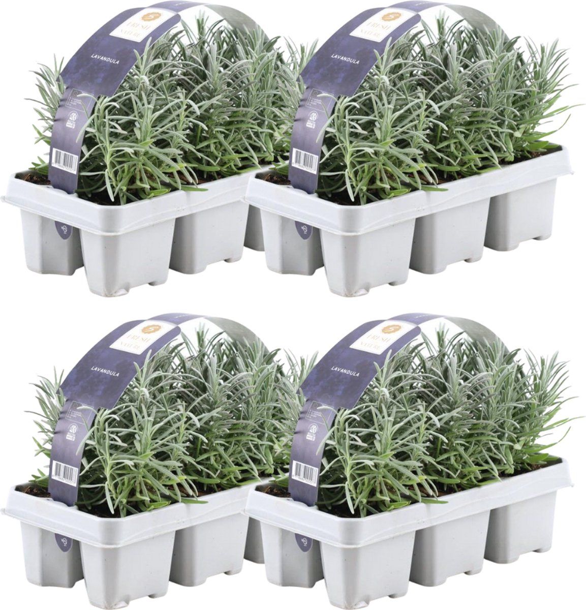 Plants By Frank - 24 Lavendelplanten - Vaste Planten - Tuinplanten - 24 XØ7 Cm - 15 Cm - Lavendelplant Winterhard - Planten
