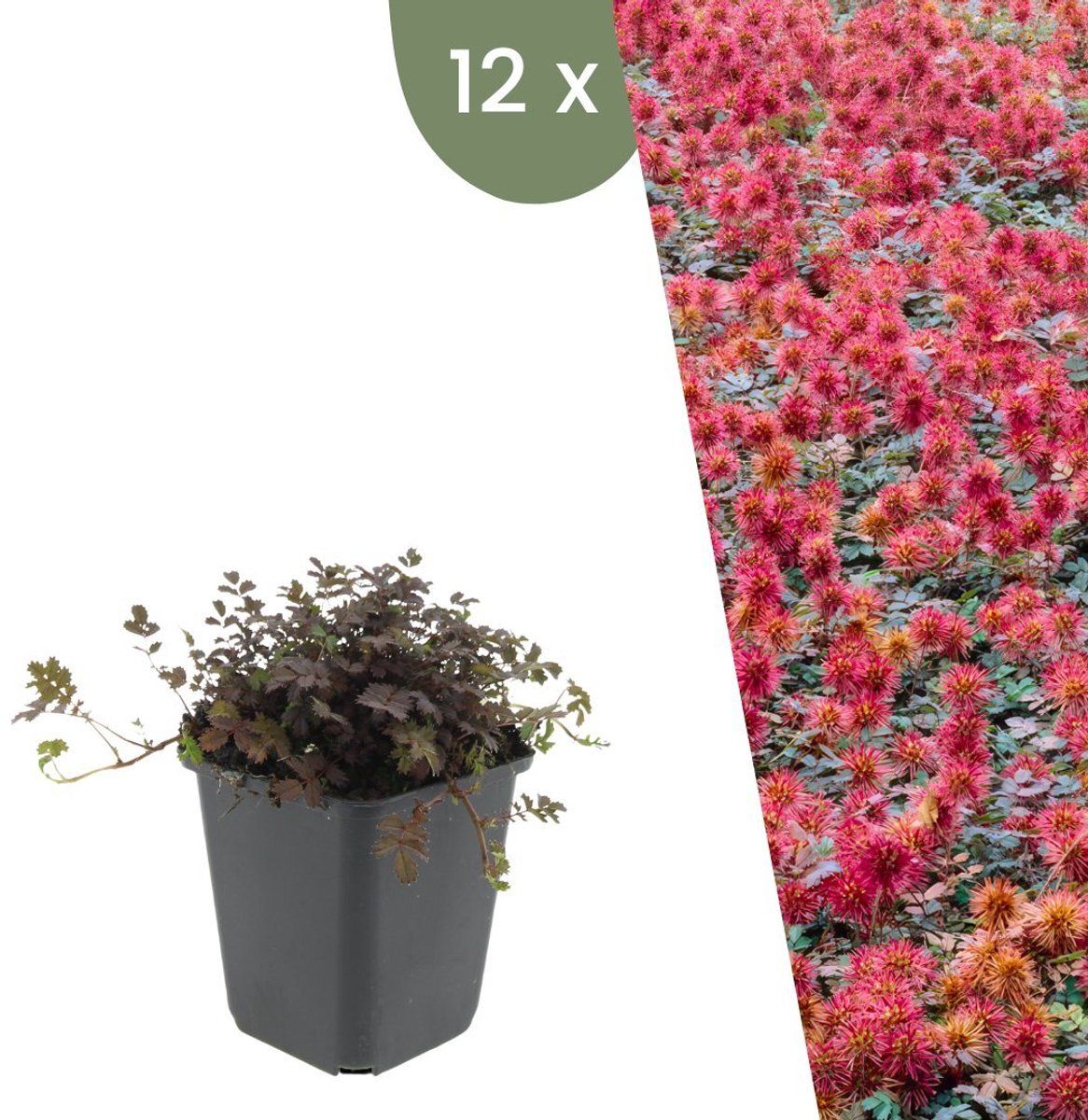 Plants By Frank | 12 Stekelnoot Planten | Acaena Microphylla'Kupferteppich'| Winterharde Bodembedekker | Winterharde Planten Voor De Tuin |