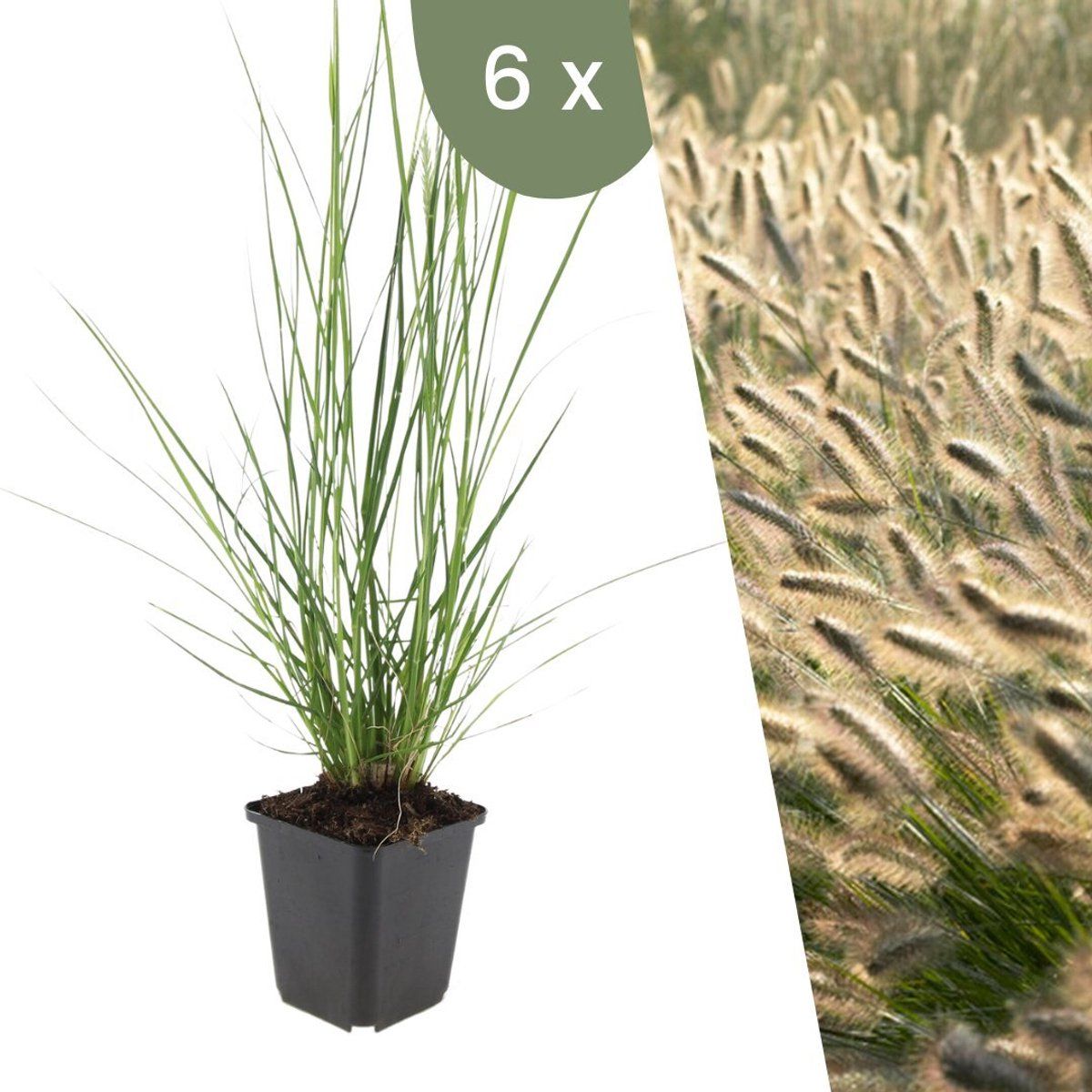 Plants By Frank | 6 Lampenpoetsergras Planten | Pennisetum Alopecuroides'Hameln'| Winterharde Bodembedekker Planten | Tuinplanten | Siergrassen |