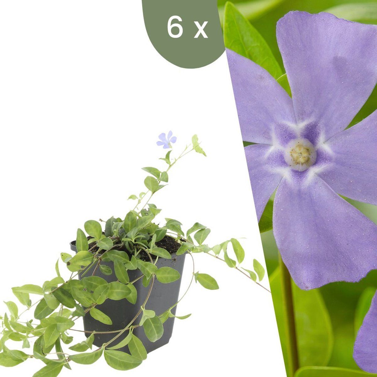 Plants By Frank | 6 Blauwe Maagdenpalm Planten | Vinca Minor | Winterharde Bodembedekker Planten | Tuinplanten | Winterharde Vaste Planten Meerjarig |