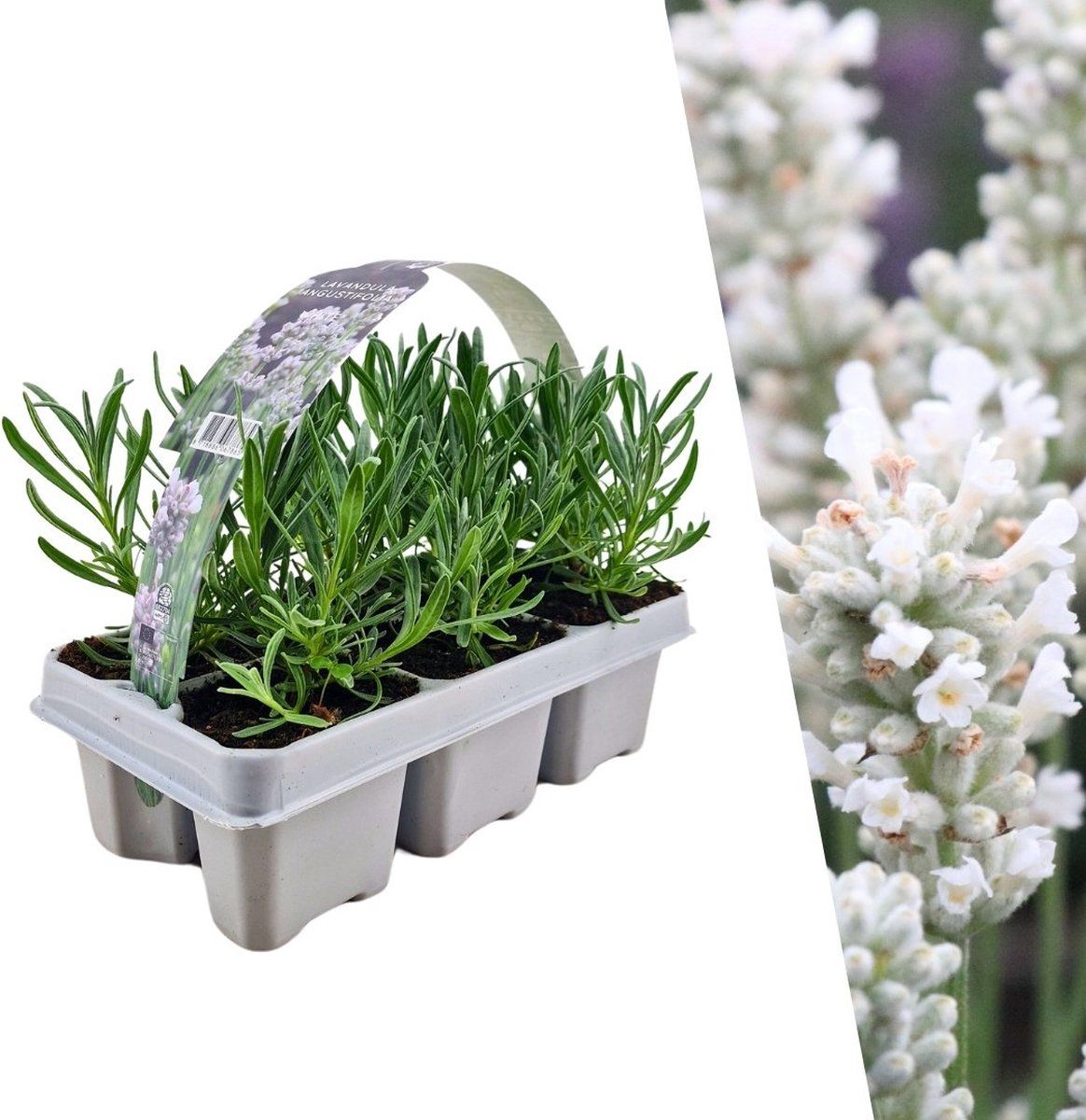 Plants By Frank | 6 Witte Lavendelplanten | Vaste Planten | Tuinplanten | 6 XØ7 Cm | 15 Cm | Lavendelplant Winterhard | Planten