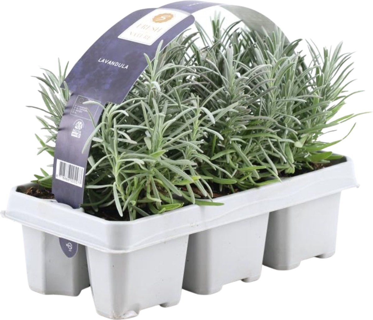 Plants by Frank 6er Set Lavendel Angustifolia - 6 Lavendel Planten XØ7 Cm ↨15 Cm - Planten - Tuinplanten Winterhard - Vers Van De Kweker Geleverd