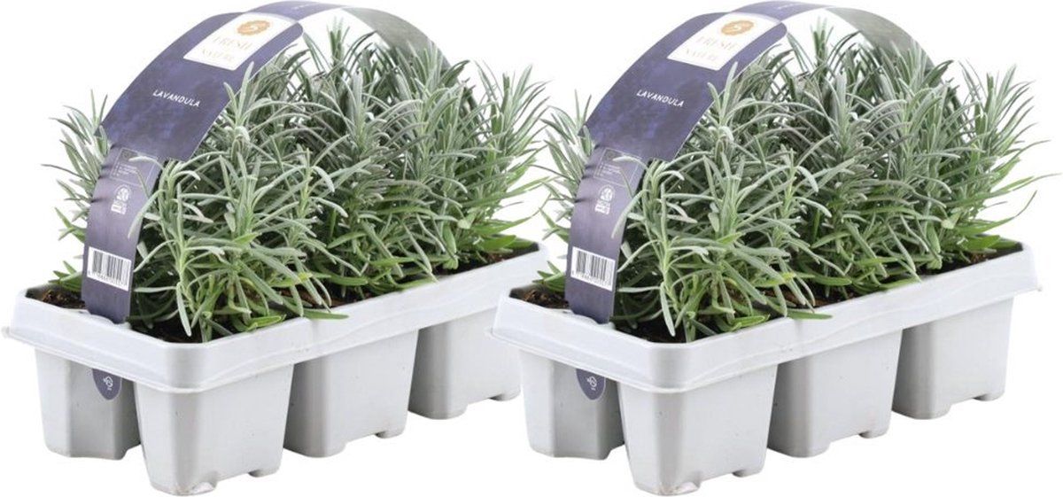 Plants By Frank - 12 Lavendelplanten - Vaste Planten - Tuinplanten - 12 XØ7 Cm - 15 Cm - Lavendelplant Winterhard - Planten